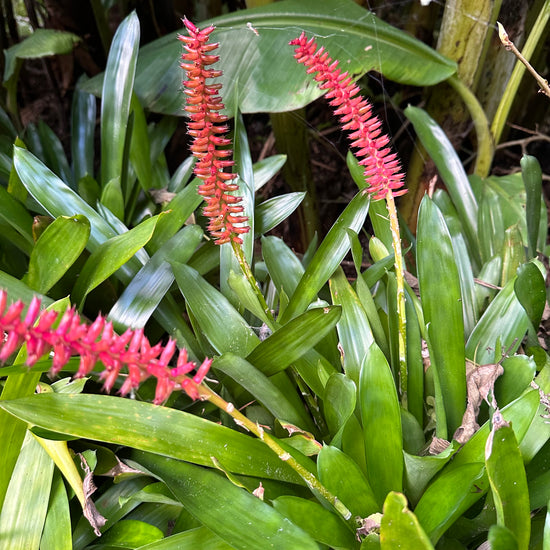 Bromeliads - Misc 4