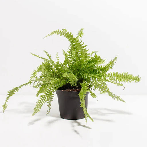 Boston Fern - &