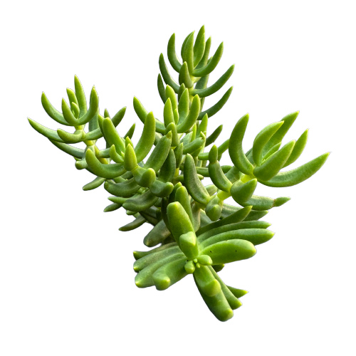 Crassula tetragona &