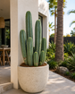 San Pedro Cactus