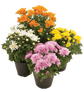 Florist chrysanthemum &