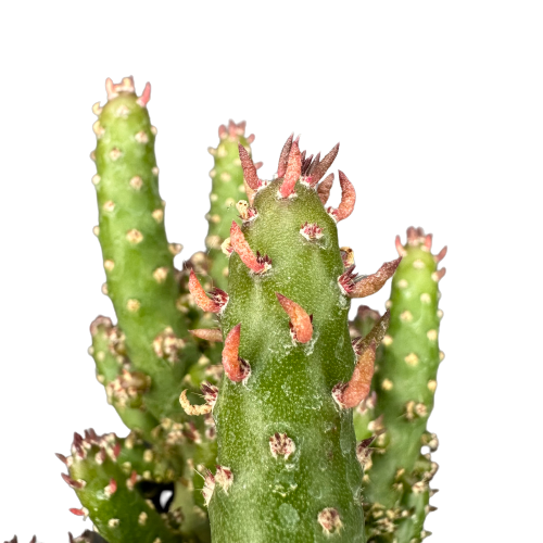 Opuntia subulata &