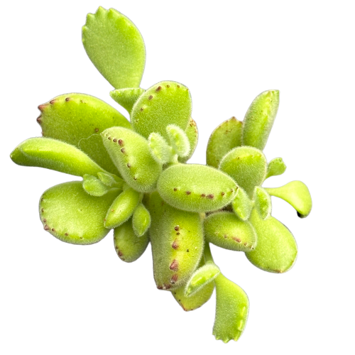 Cotyledon tomentosa &