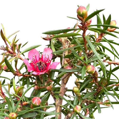 Leptospermum (Manukau Dwarf) &