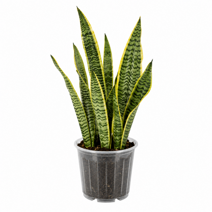Snake Plant &
