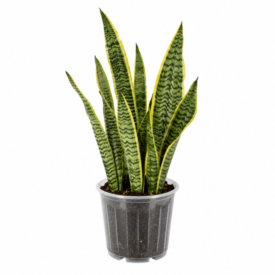 Snake Plant &