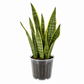 Snake Plant &