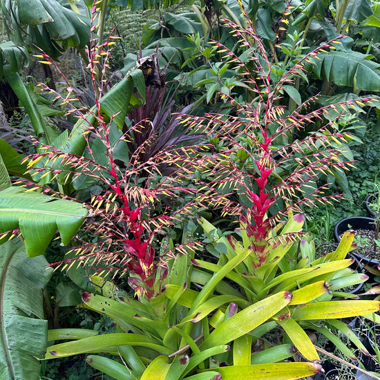 Bromeliads - Misc 6