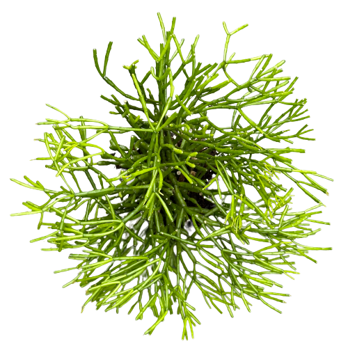 Rhipsalis cereuscula &