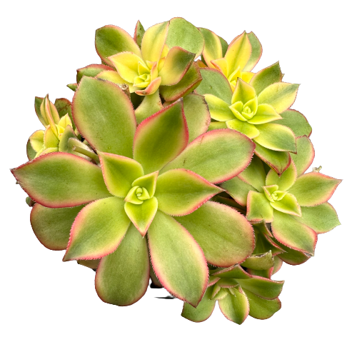 Aeonium haworthii &