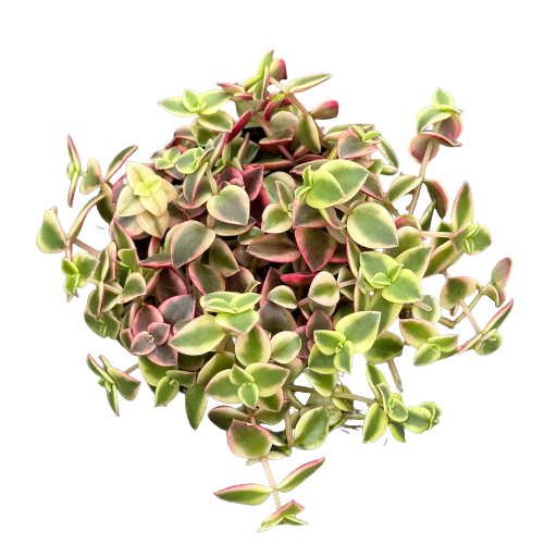 Crassula marginalis rubra &