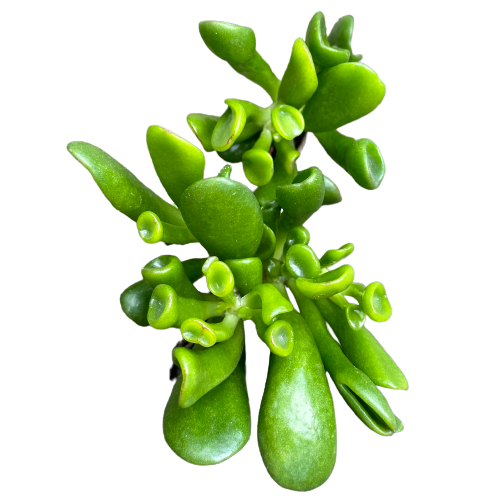 Crassula ovata &