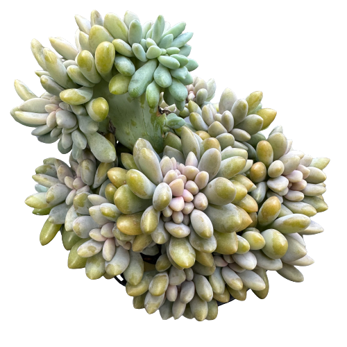 Echeveria cristata &