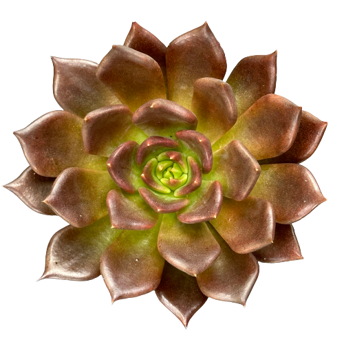 Echeveria affinis &