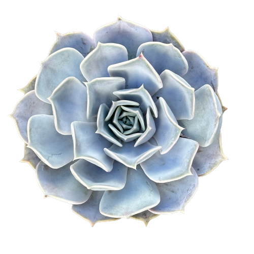 Echeveria hybrid &