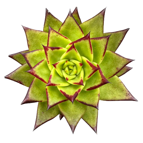 Echeveria agavoides &