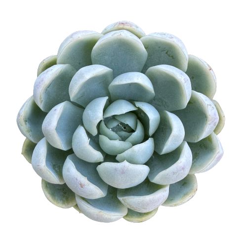 Echeveria elegans &