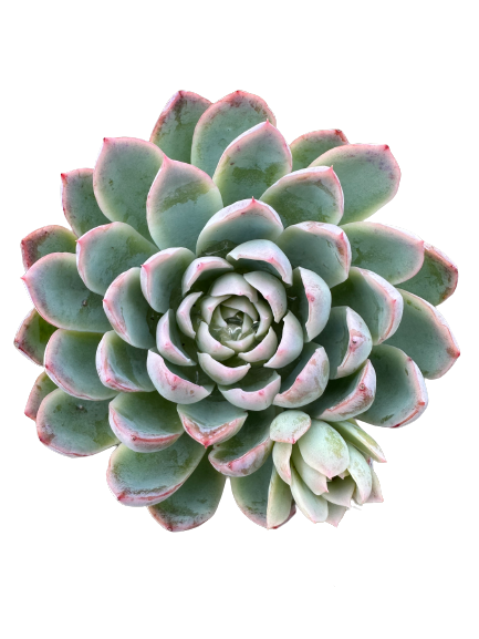 Echeveria &