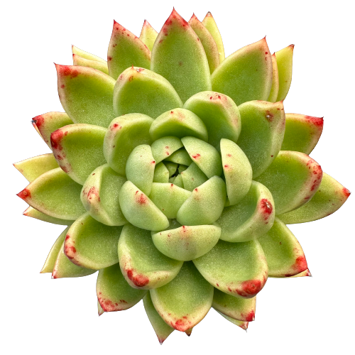 Echeveria agavoides &