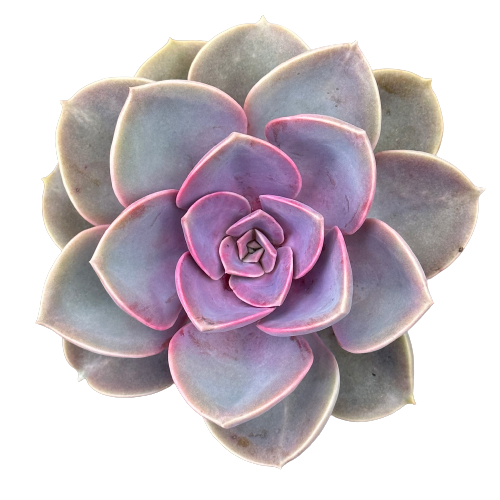 Echeveria &