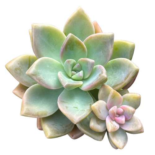 Graptopetalum paraguayense &