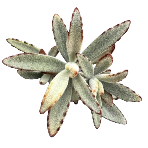 Kalanchoe tomentosa &