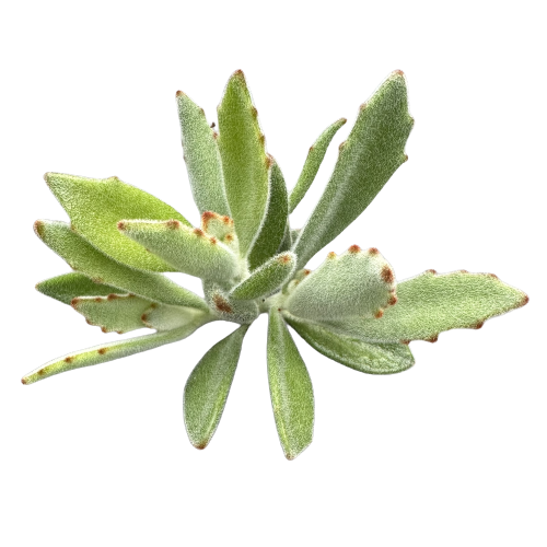 Kalanchoe tomentosa &