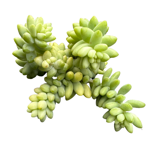Sedum morganianum &