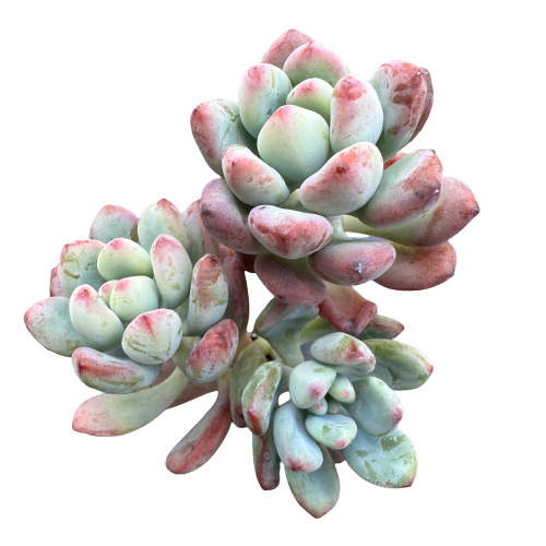 Graptopetalum pachyphyllum &