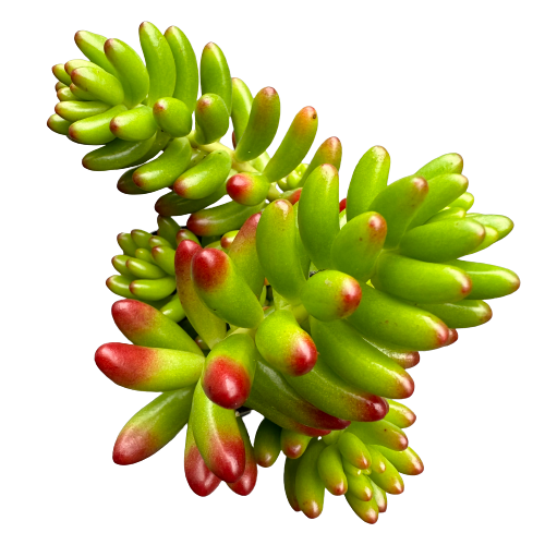 Sedum rubrotinctum &