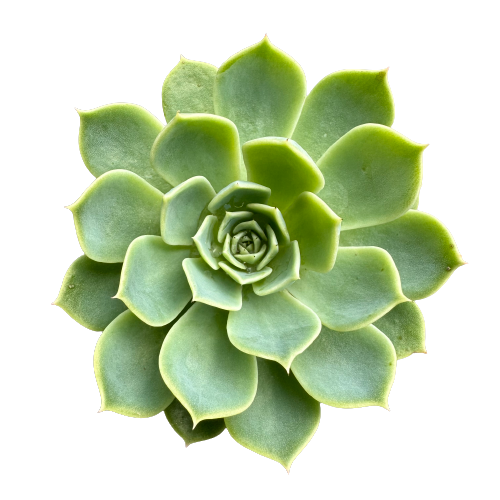 Echeveria glauca &