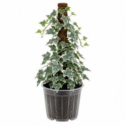 English Ivy Glacier &