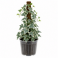 English Ivy Glacier &
