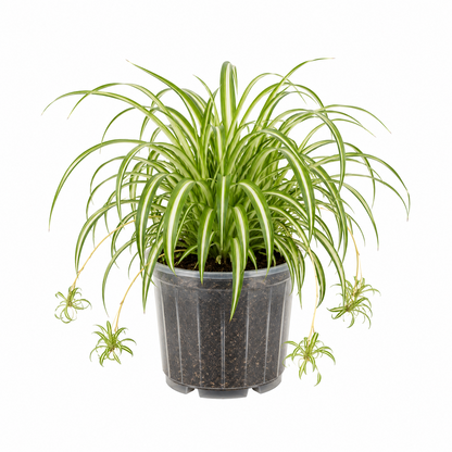 Spider Plant &