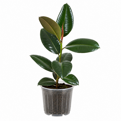 Rubber Plant Robusta &