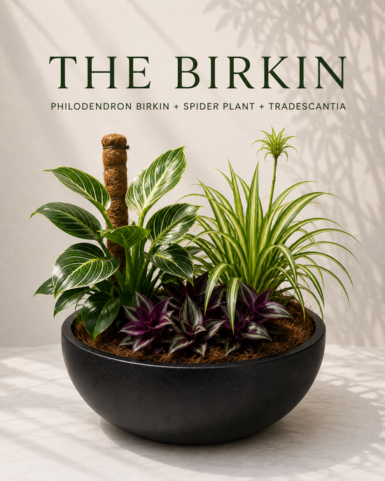 The Birkin