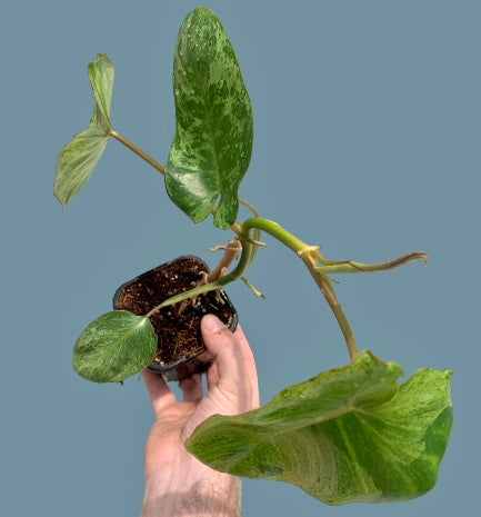 Philodendron - Paraiso Verde