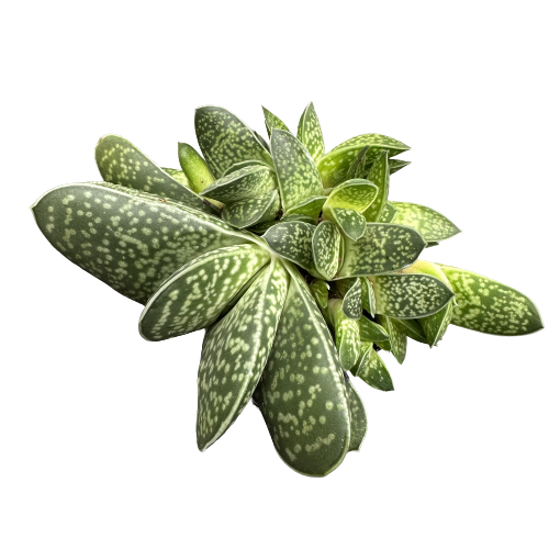 Gasteria pillansii &