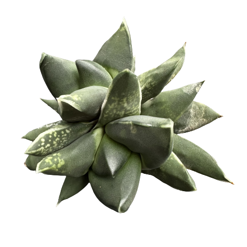 Gasteria nigricans &