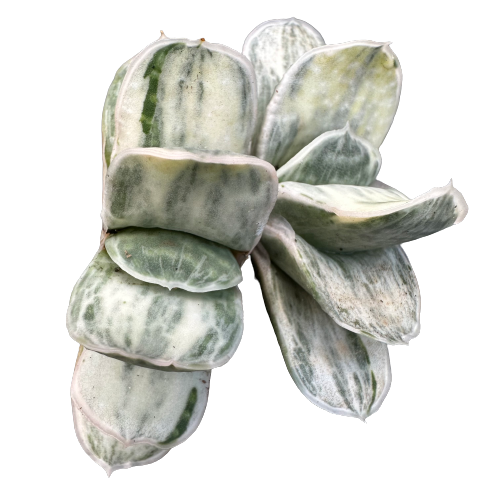 Gasteria variegata &