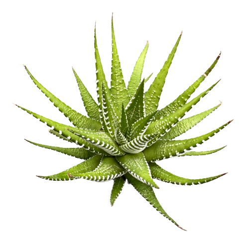 Haworthia fasciata &