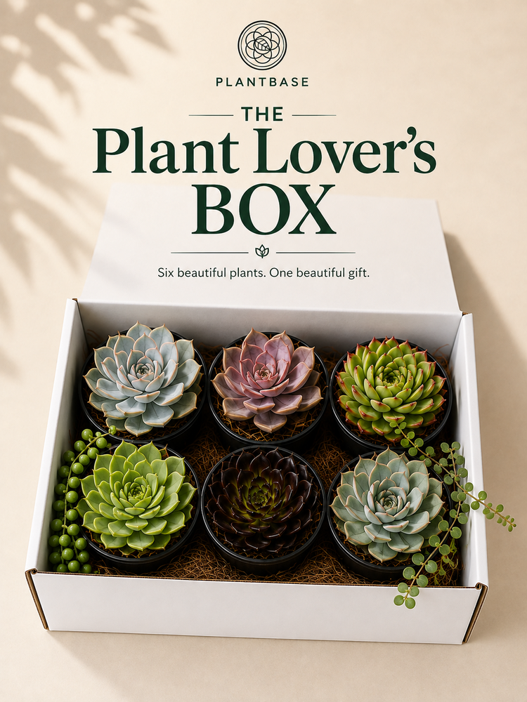 Plant Lover's Box Collection