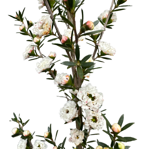 Leptospermum (Manukau Dwarf) &