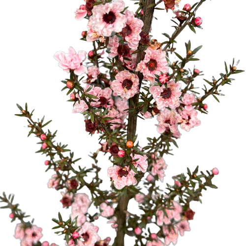 Leptospermum (Manukau Dwarf) &