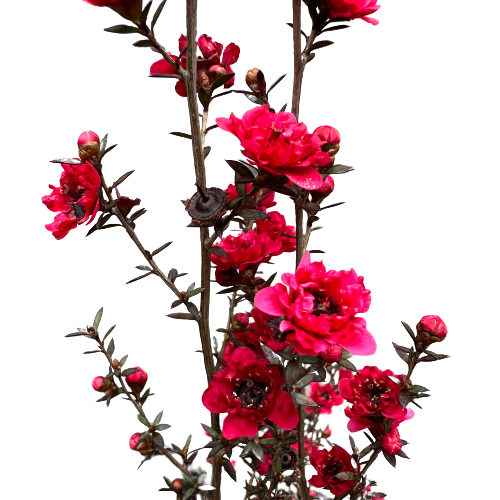 Leptospermum (Manukau Dwarf) &