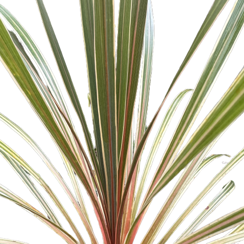 Cordyline australis &