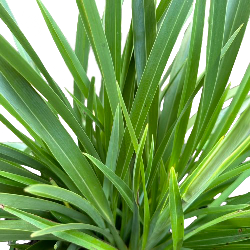 Phormium (Flax) colensoi 'COOKIANUM' – THE PLANT BASE