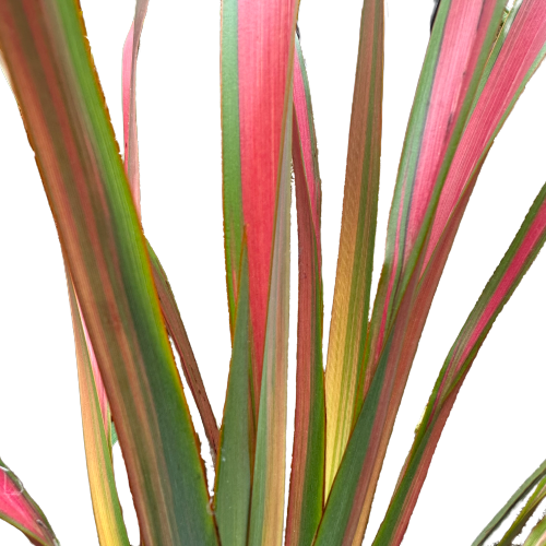 Phormium (Flax) &