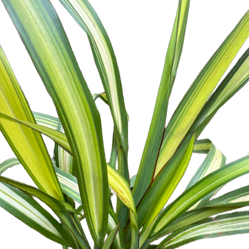 Phormium tenax (Flax) &