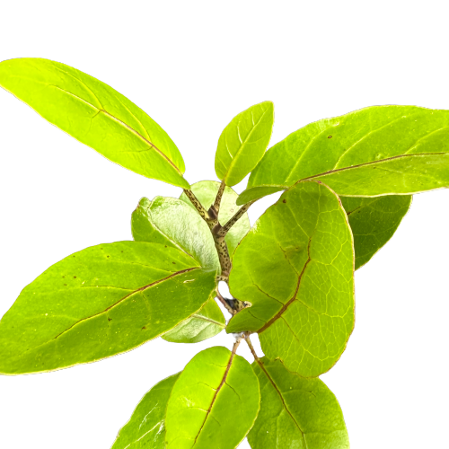 Meryta sinclairii 'PUKA TREE’ – THE PLANT BASE